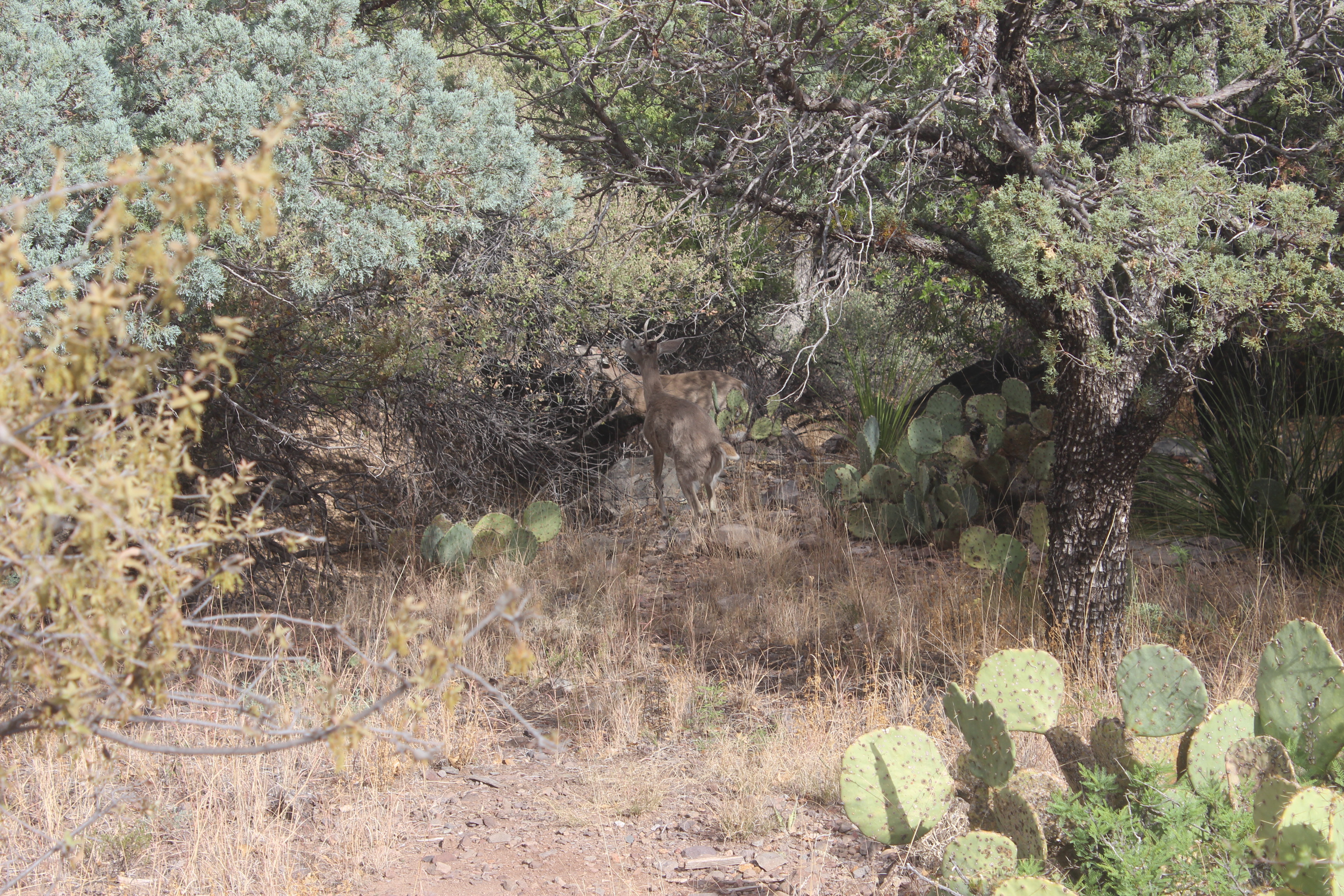 Big Bend Deer