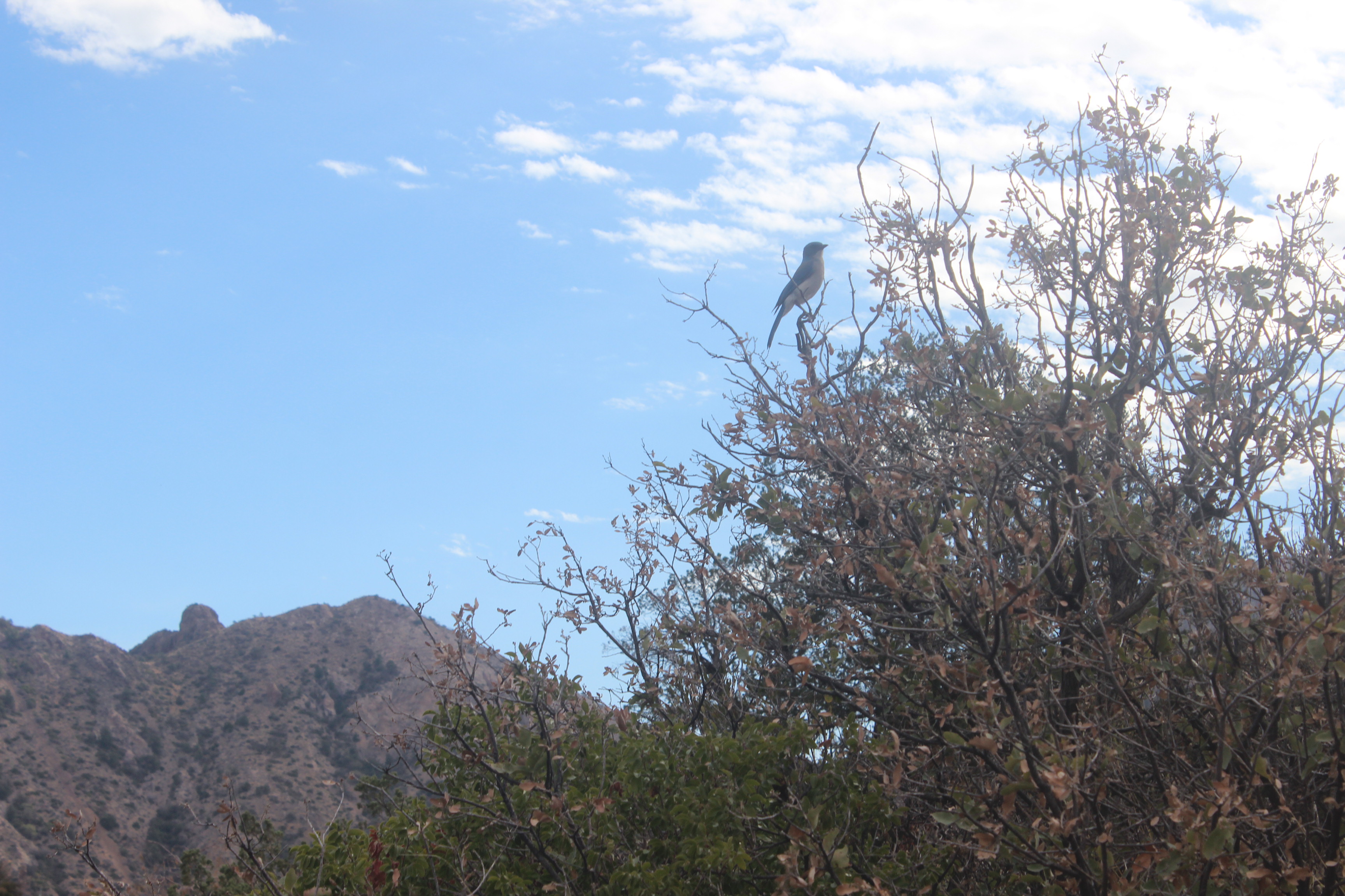 Big Bend Mexican Jay