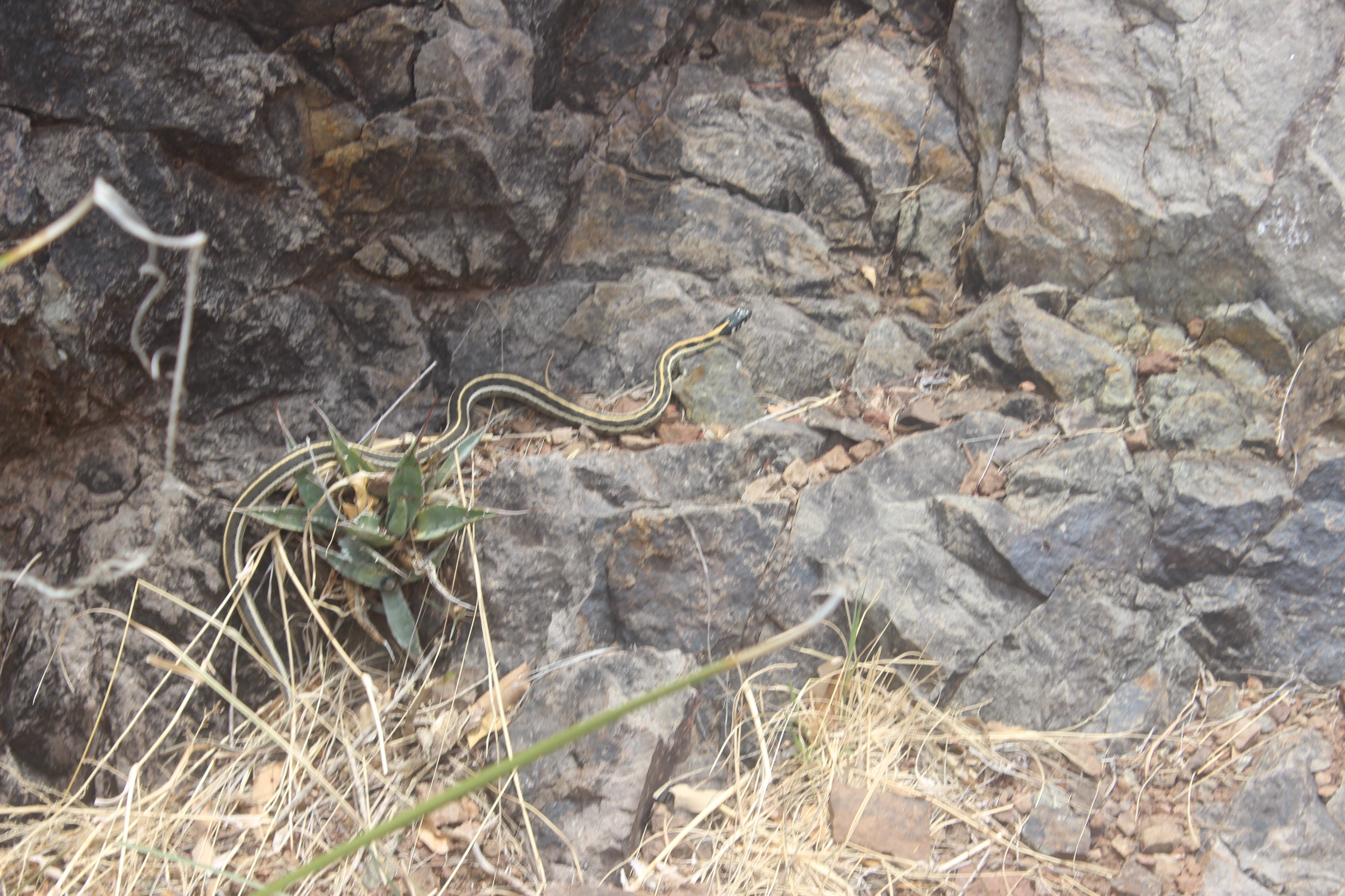 Big Bend Snake-Black Necked Garter Snake?