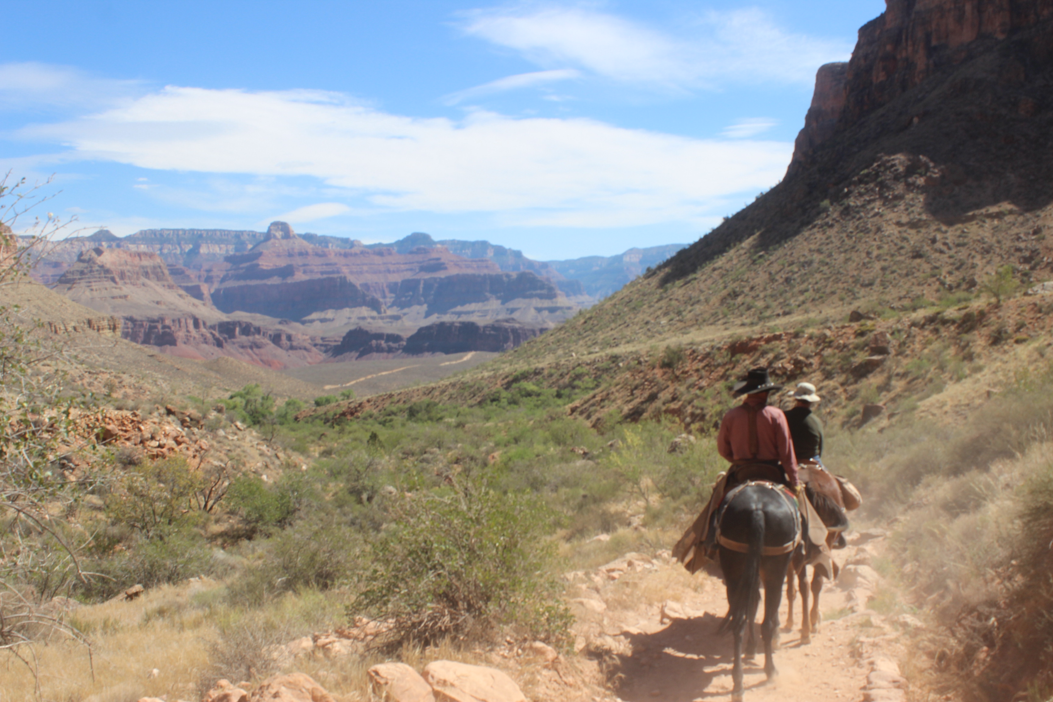 Mules!