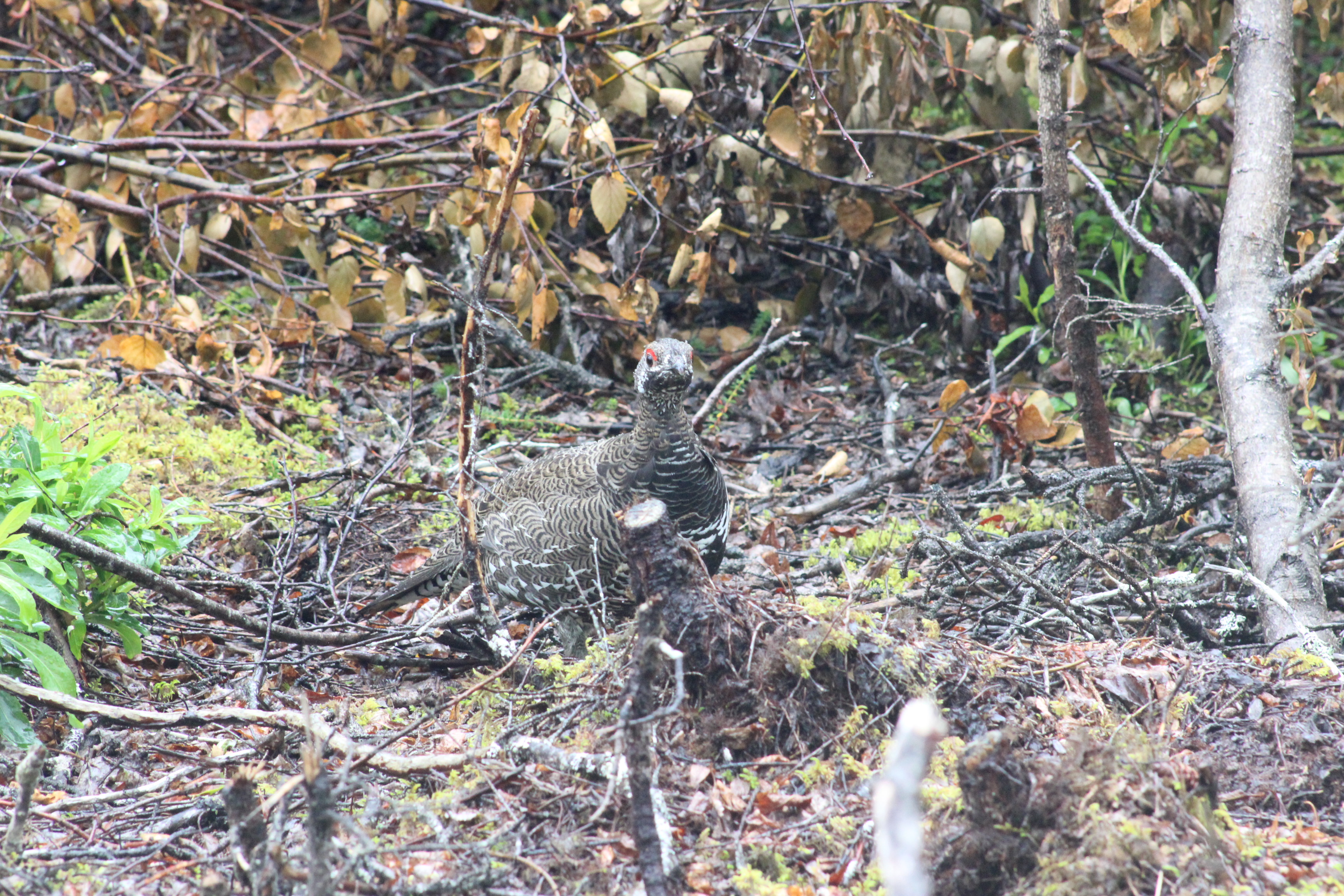Spruce Grouse