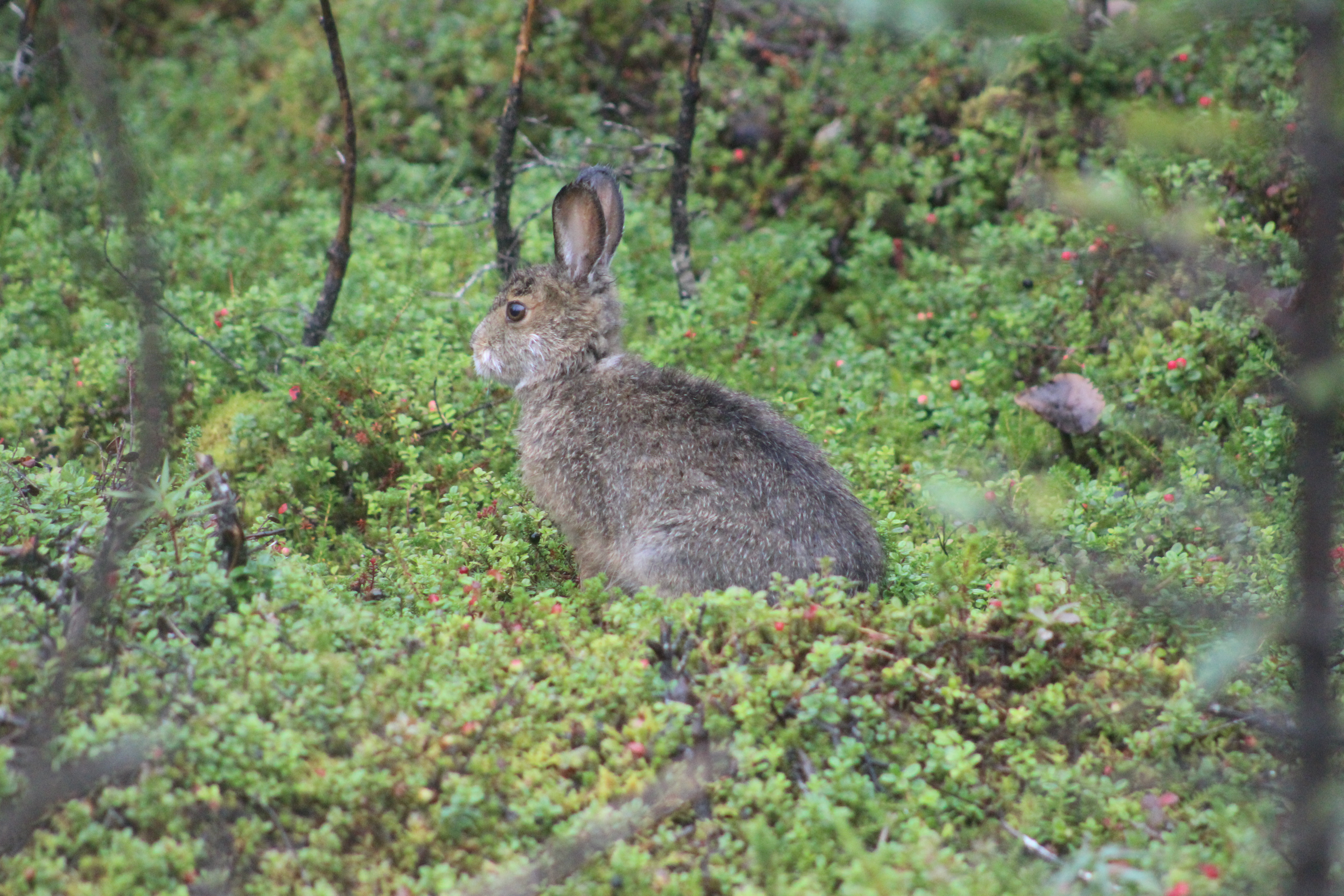 Katmai Hare