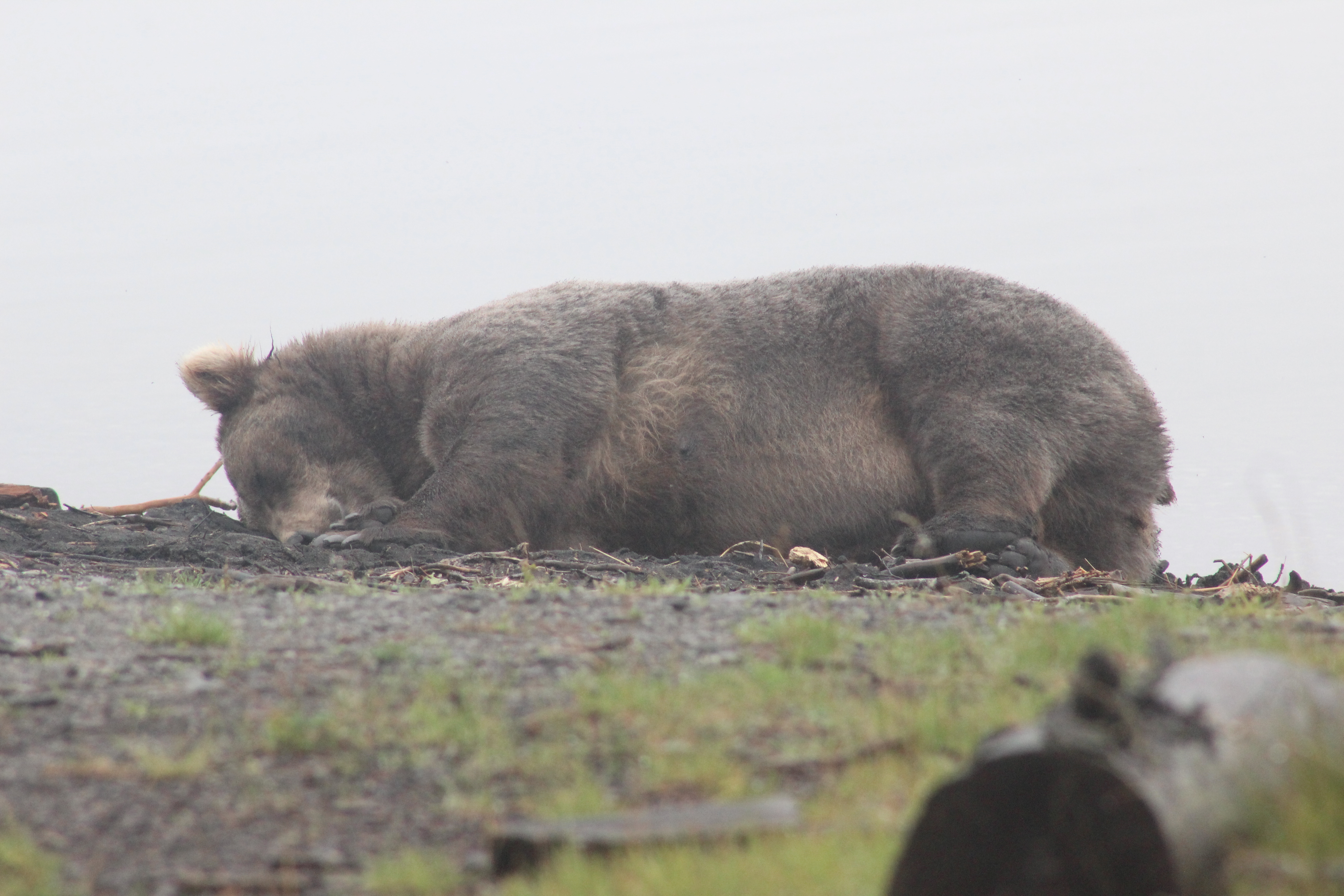 909 (?) napping