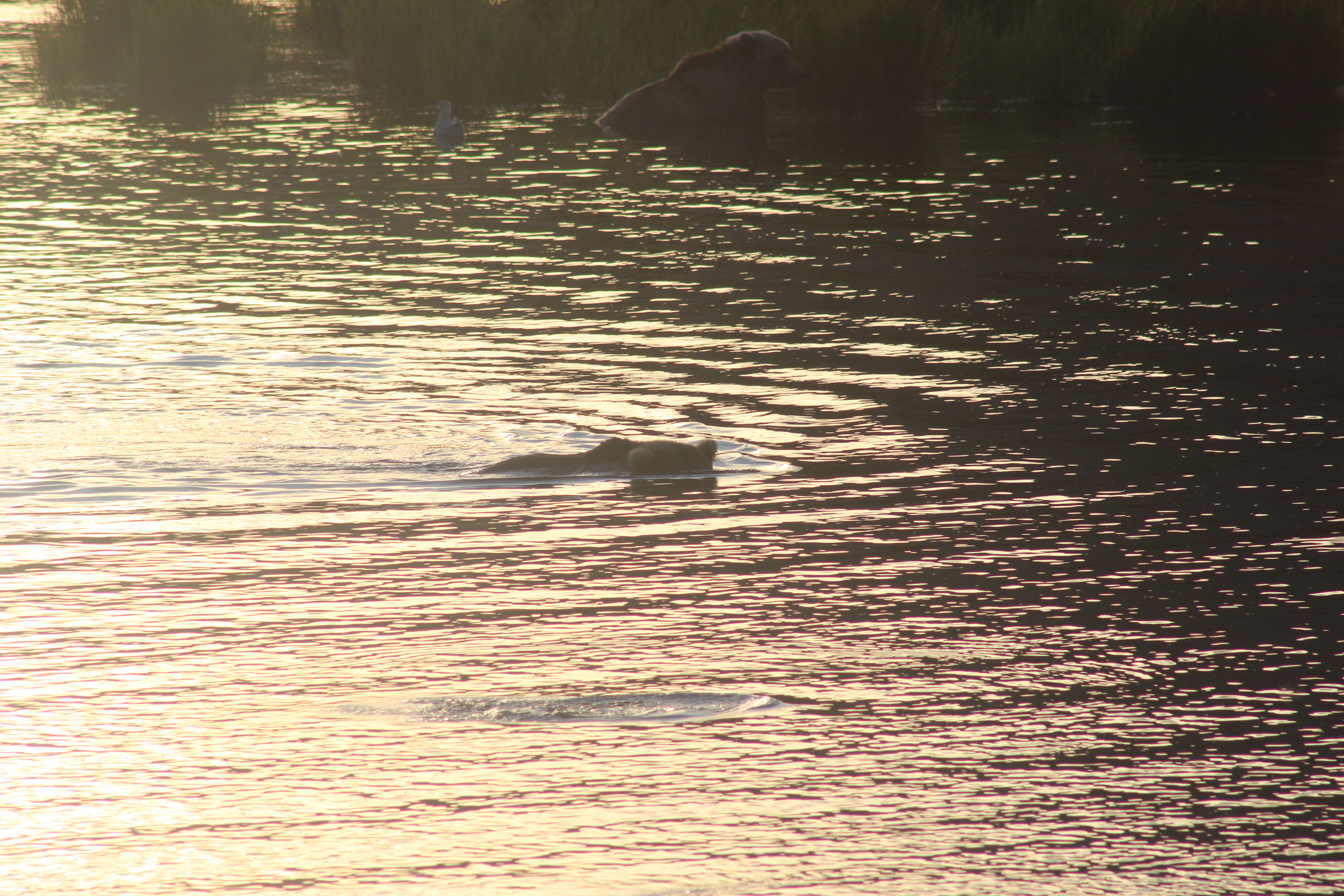Golden Hour Fishing