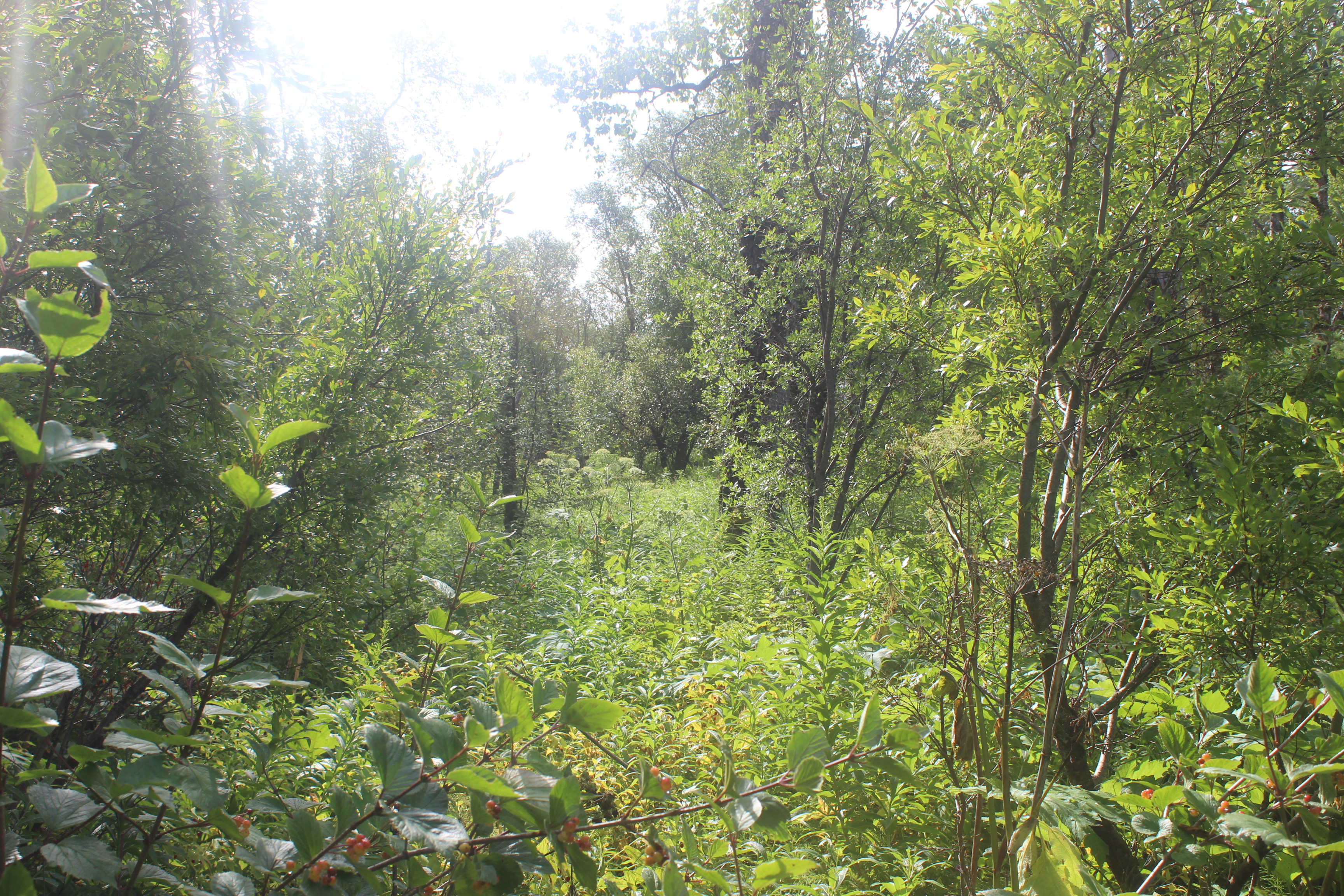 Dumpling Mountain Vegetation