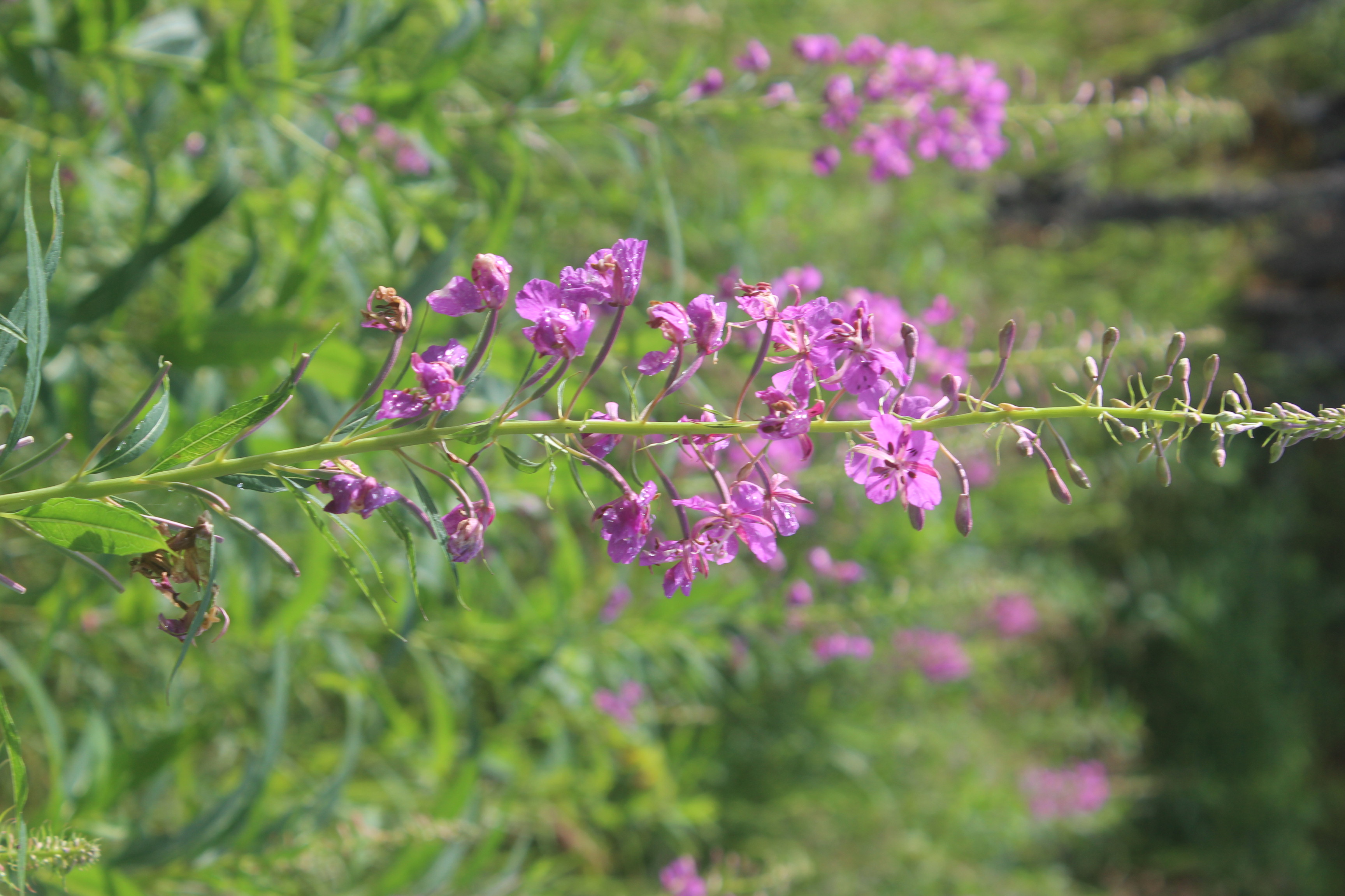 Fireweed