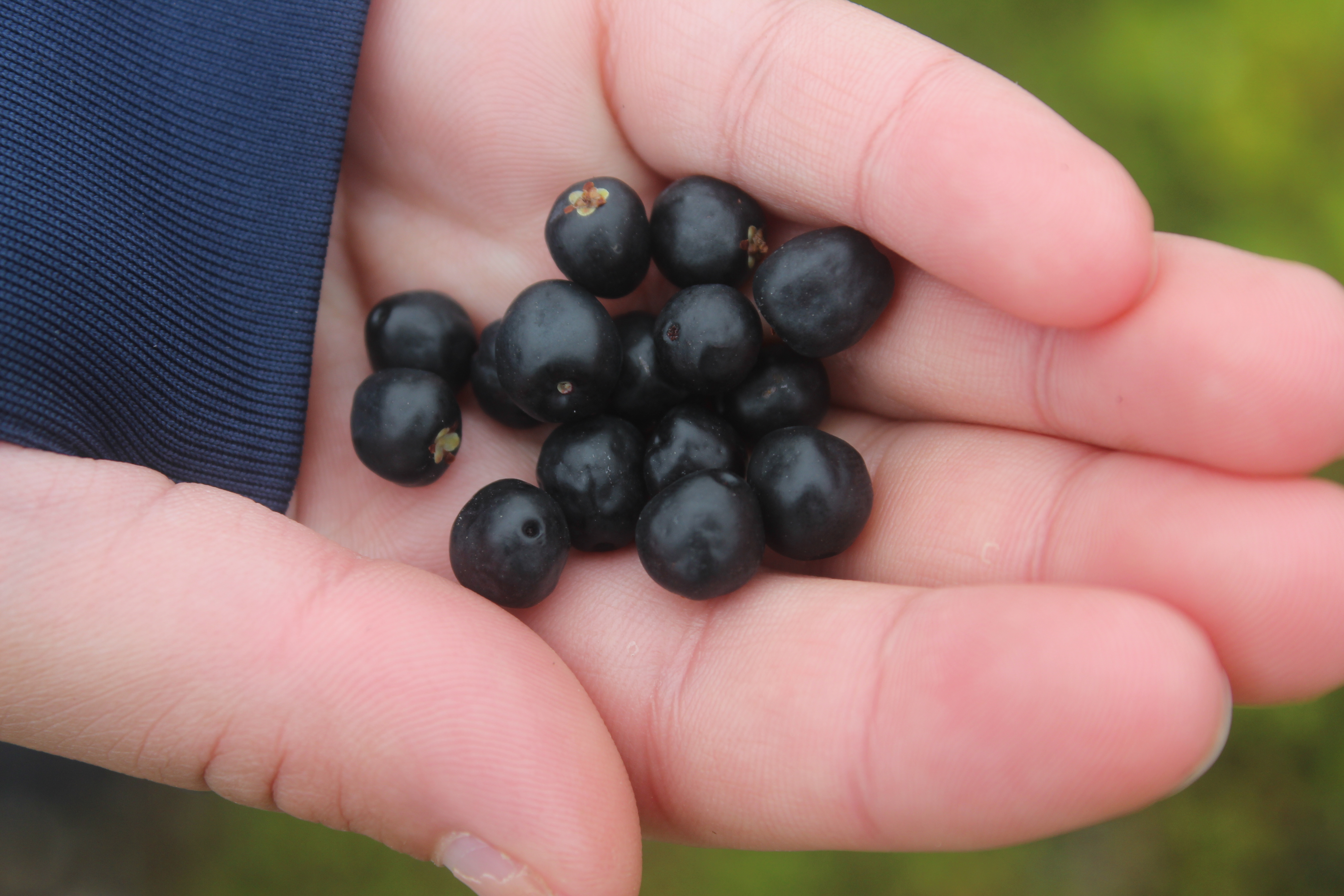 Crowberries
