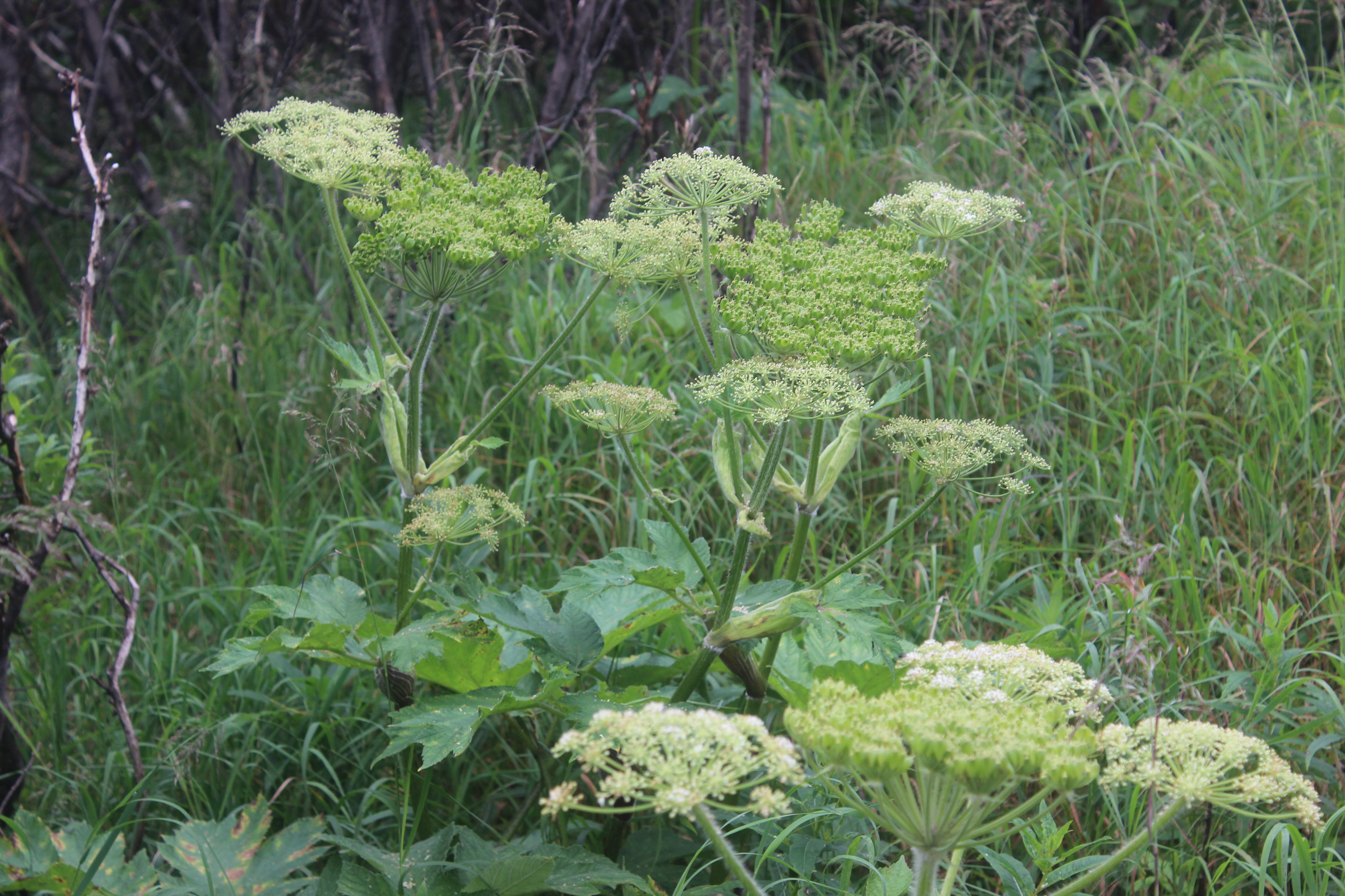 Cow Parsnip