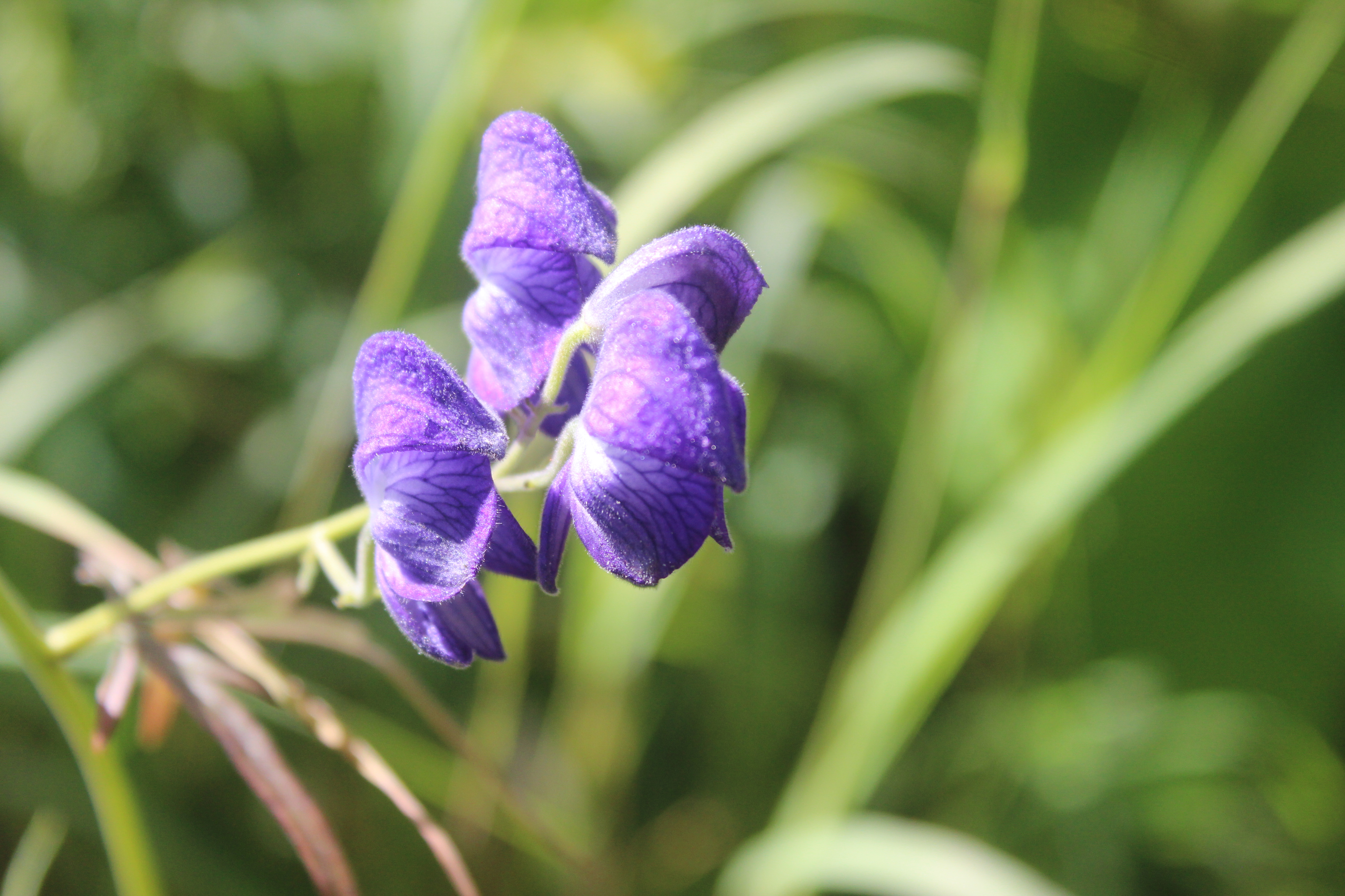 Monkshood